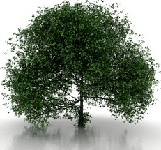Tree 3D Model