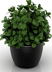 Mint 3D Model