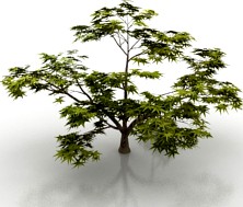 Tree 3D Model