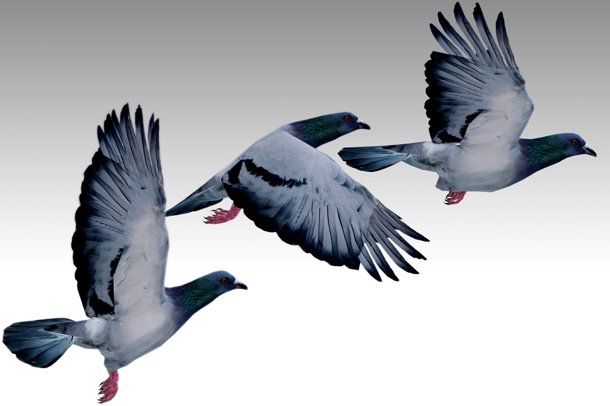 Pigeon Animated