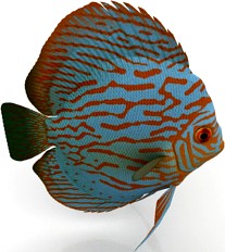 Fish 3D Model