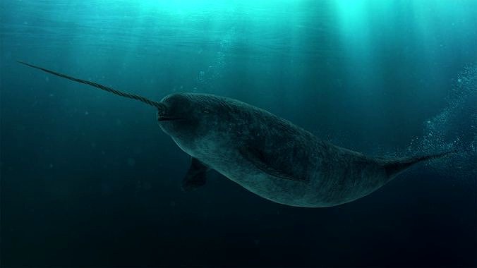 Narwhal Adult Male