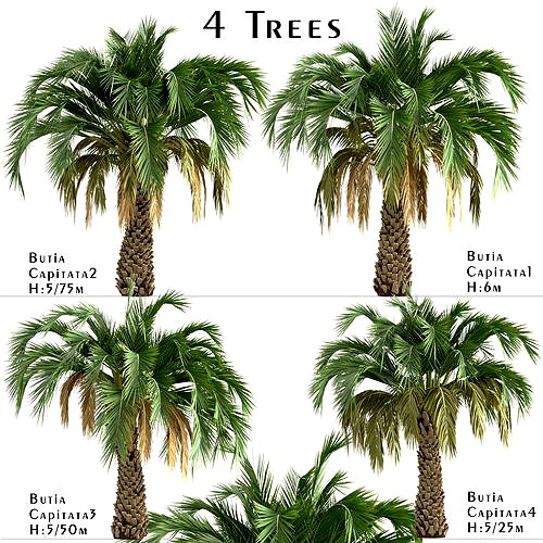 Set of Butia Capitata or Palmier jeleu trees - 4 Trees