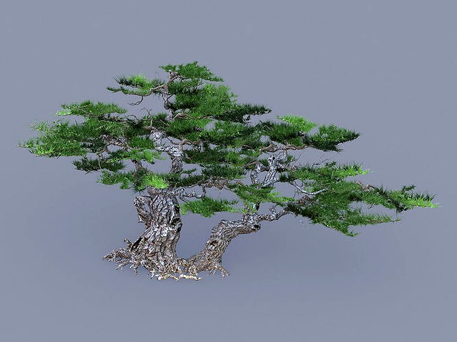 Mount Putuo-Pine 1