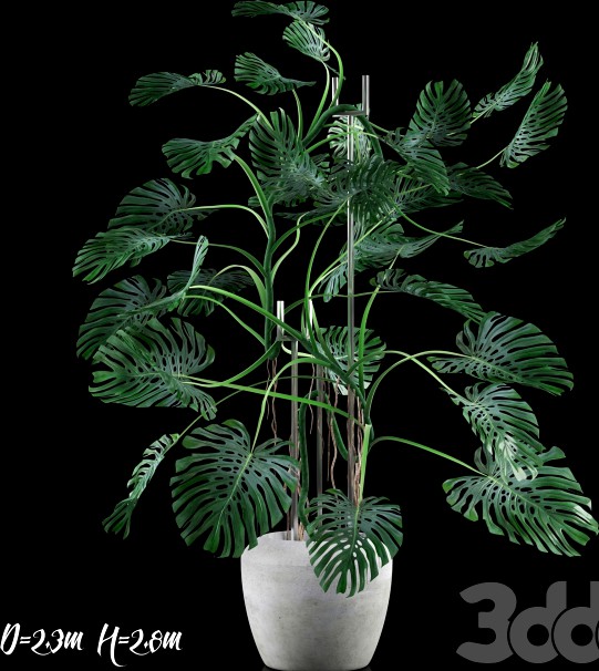 Big Monstera/Большая Монстера