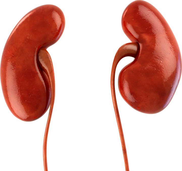 Human kidneys3d model