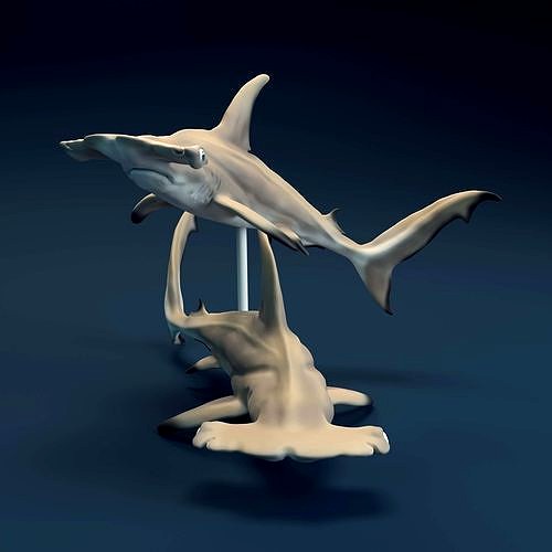 Hammerhead Sharks for 3D printing | 3D