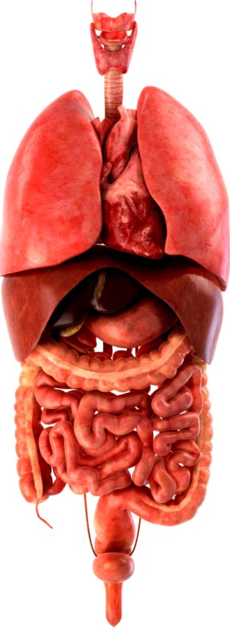 Human internal organs3d model