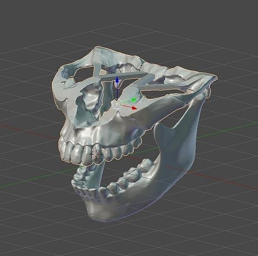 Skull | 3D