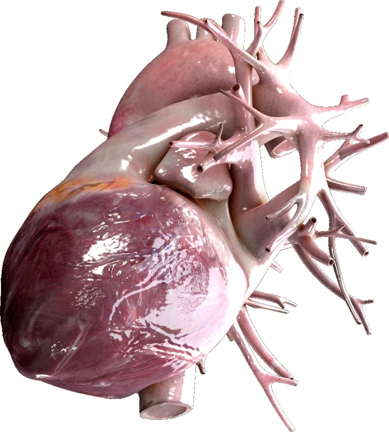 Human Heart Beating High Quality3d model