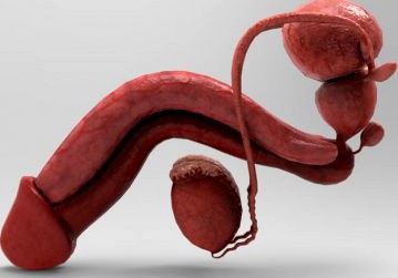 Male Reproductive System3d model