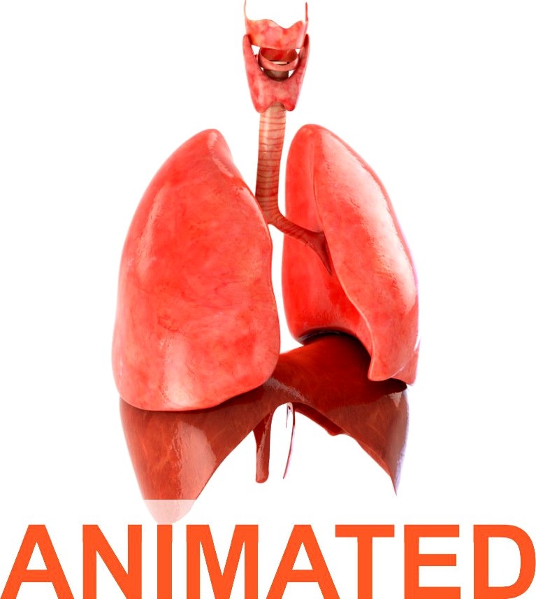 Lungs animated3d model