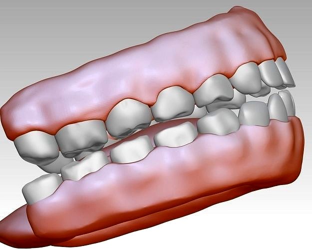 3D model download of dental gum 3D oral model | 3D