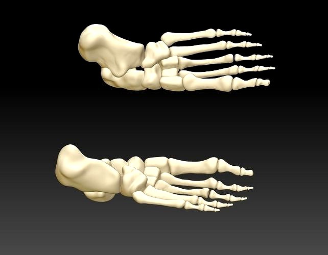 Human foot 3D model human foot structure 3D printing model | 3D