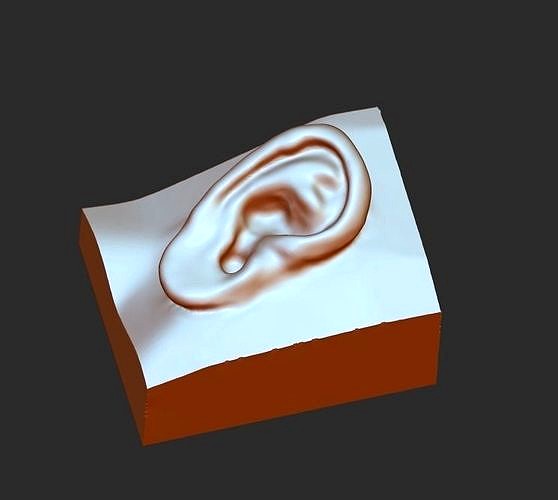 Download 3D picture of ear  3D model picture of ear download | 3D