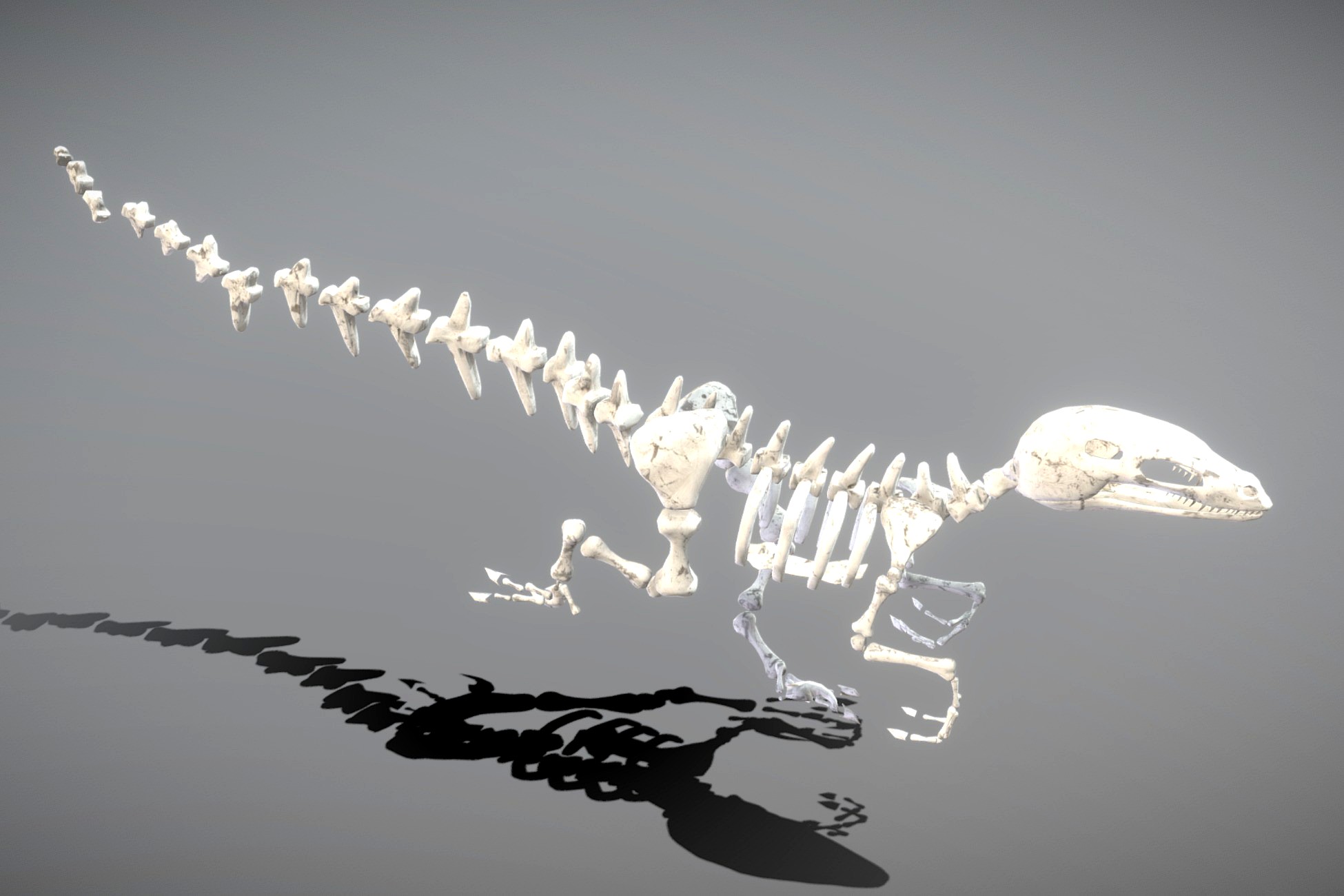 Dinosaur Skeleton Model