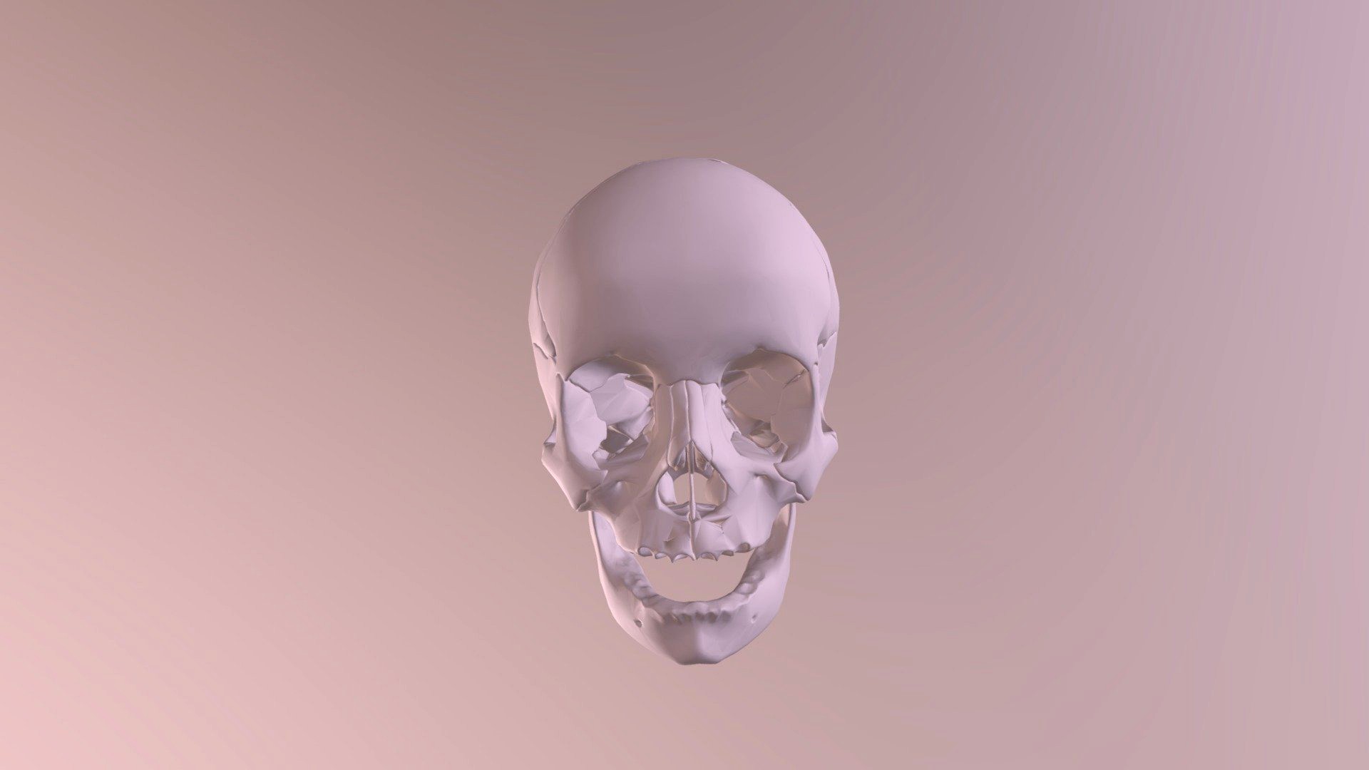 Skull and Mandible