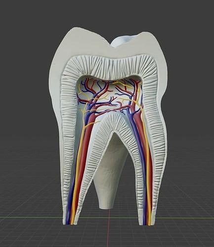 Molar Tooth -  Anatomical cross section | 3D