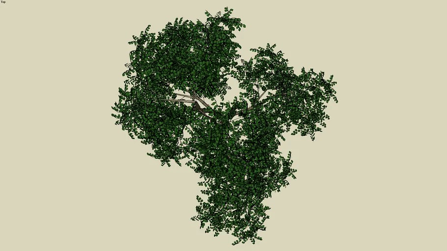 BROADLEAF TREE 2