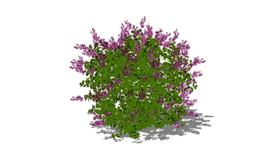 Bloomerang Dwarf Purple Syringa
