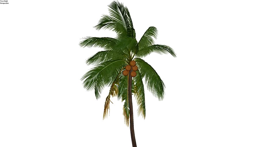 Cocos nucifera - Coqueiro