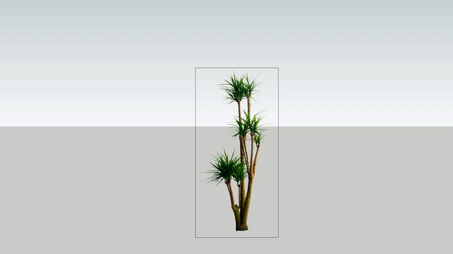 Cordyline australis