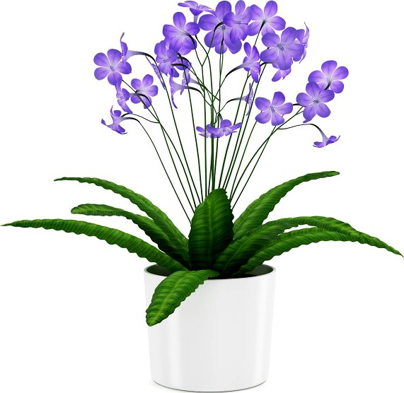 Streptocarpus in White Pot 3D Model
