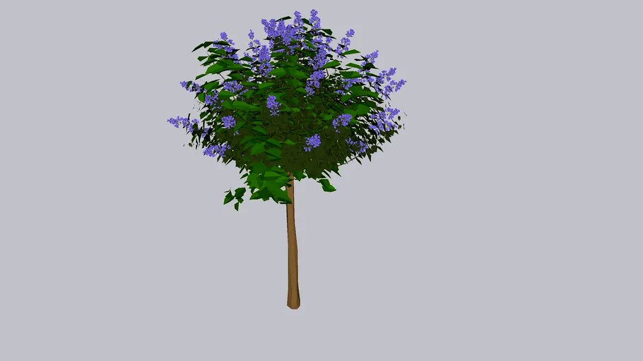 SYRINGA DWARF KOREAN LILAC (PATIO TREE)