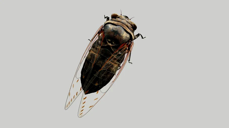cicada
