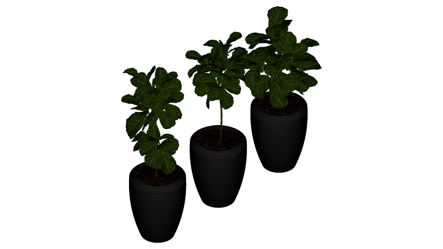 FICUS LYRATA