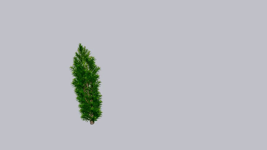 Podocarpus Tree 3D