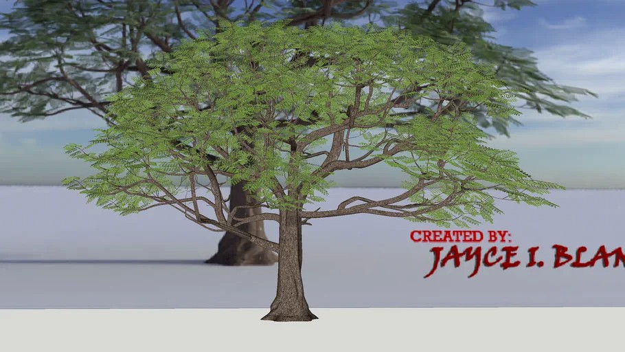 Acacia_Tree