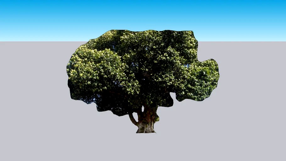 Jackfruit Artocarpus heterophyllus Tree