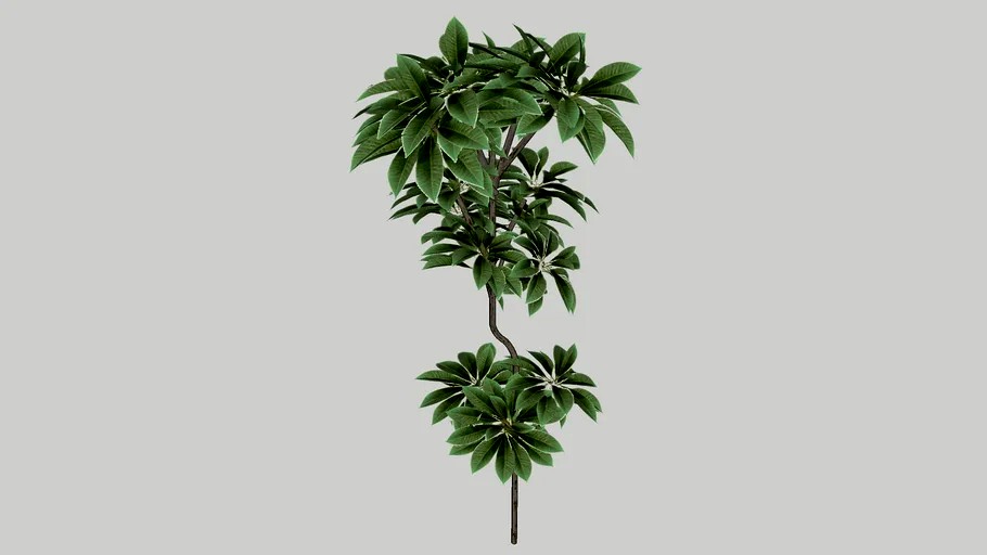 Schefflera digitata
