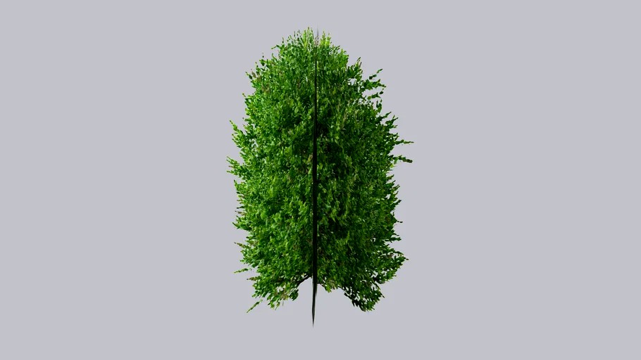 cherry laurel