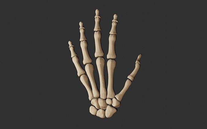 Human Hand Bones
