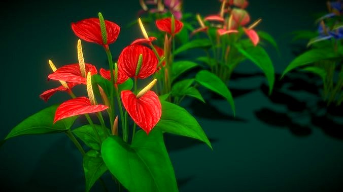 Flower Anthurium Floral