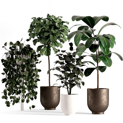 collection03-ficus plants