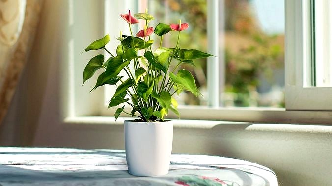 Anthurium  VFX Grace