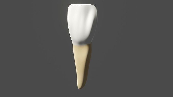 Human upper  incisor  teeth