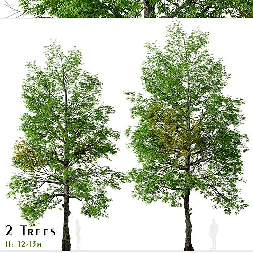 Set of Black ash or Fraxinus nigra Tree - 2 Trees