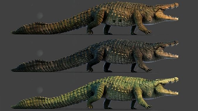 Realistic Crocodile - Alligator