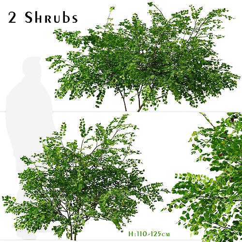 Set of Bramble or Rubus fruticosus plants - 2 Shrubs