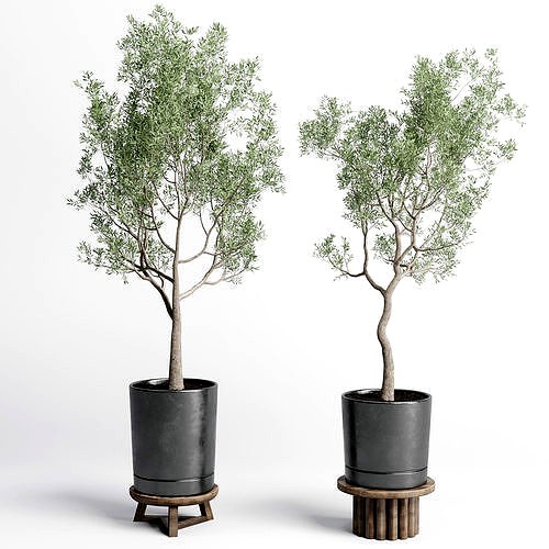 Indoor plant 98 concrete vase pot tree olive