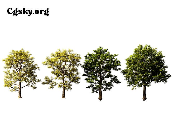 Quercus petraea - sessile oak 02