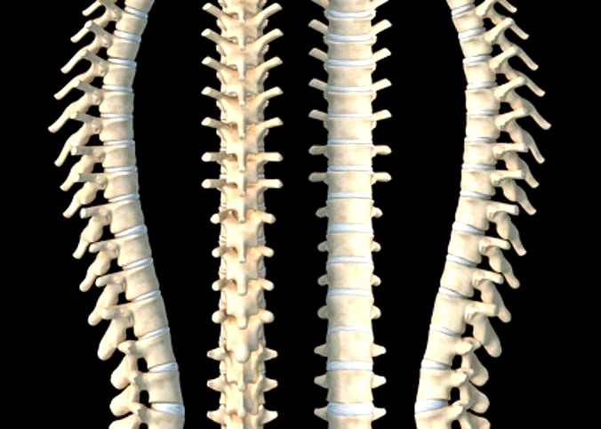Vertebra bone model Cervical vertebra thoracic vertebra lumbar