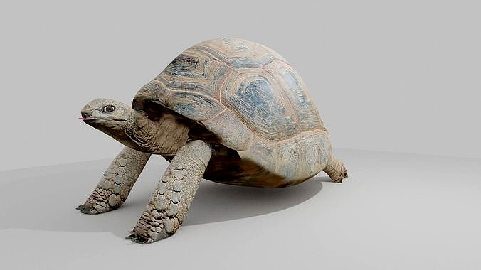 tortoise