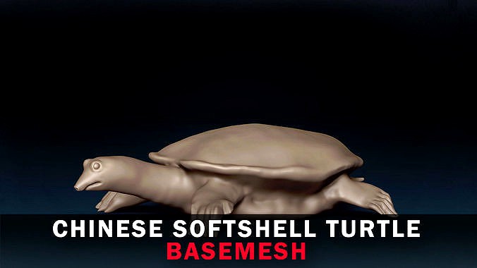 Chinese Softshell Turtle Base Mesh