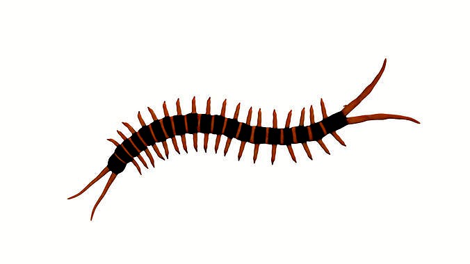 centipede