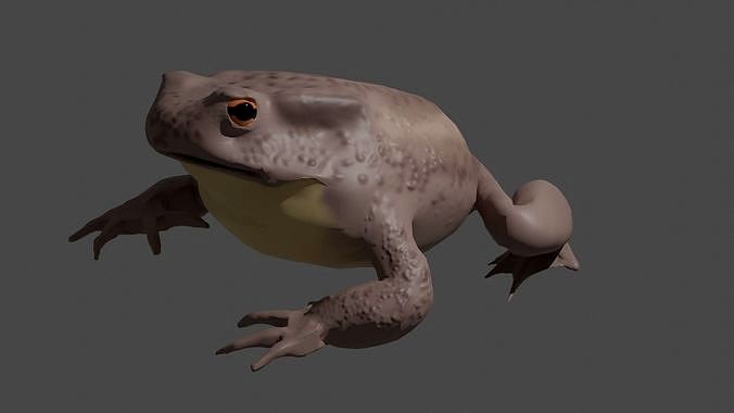 common toad